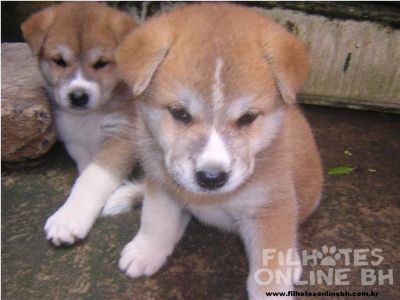 Akita a venda - Canil Filhotes On Line BH 