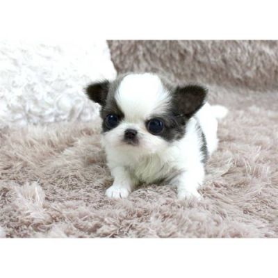 saudável chihuahua filhotes para adoção