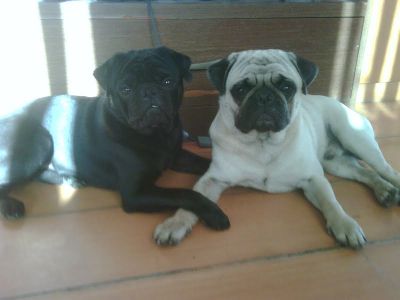 Filhotes de Pug