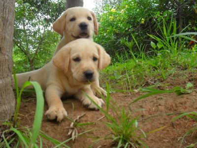 RAEL CENTRO DE ADESTRAMENTO