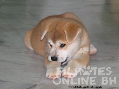 Akita - Canil Filhotes On Line BH