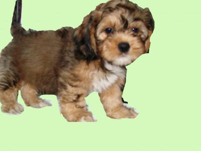 Canil, vende, filhote, lhasa apso, Porto Alegre,