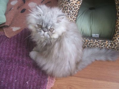 VENDO FILHOTES DE GATO PERSA, COM PEDIGREE, VACINADOS, MACHOS JÁ CASTRADOS