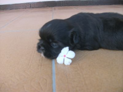 lindos filhotes de shih tzu