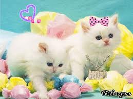 lindos filhotes  gatos persas