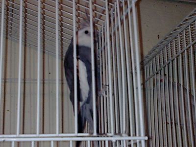 Casais de Calopsitas