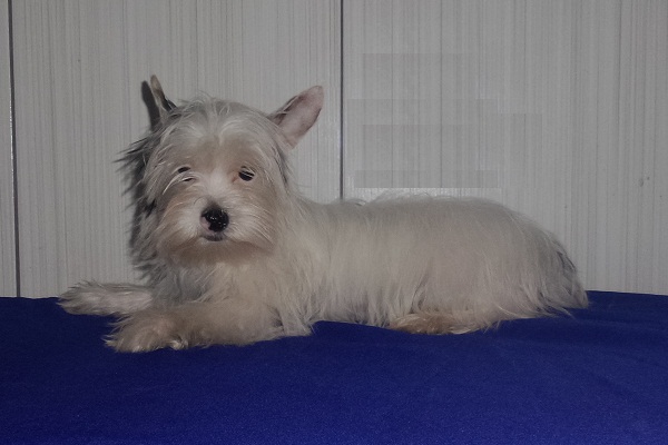 Filhotes Machos de Biewer Terrier - promoção de Fim de Ano