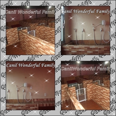 Dachshund (Canil Wonderful Family)