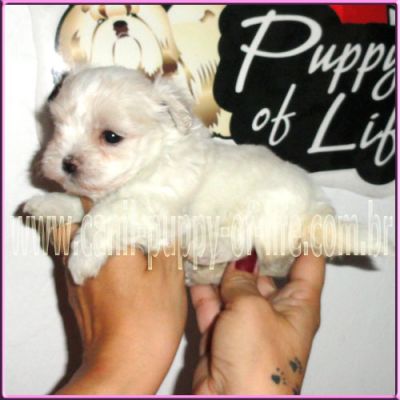 Vendo filhotes maltes micro