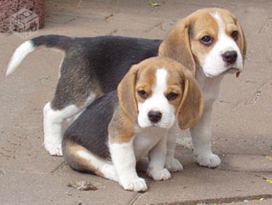 venda de lindos filhotes de bagle