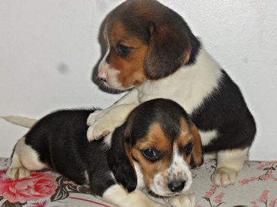 BEAGLES, FILHOTES DE RAÇA PURA