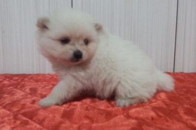 Linda Fêmea de Sptiz Alemão - Lulu da Pomerânia