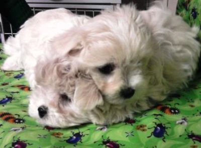 Filhote, Maltes, Porto Alegre, Pet Shop,