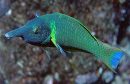 Peixes,aquarios,blue tang