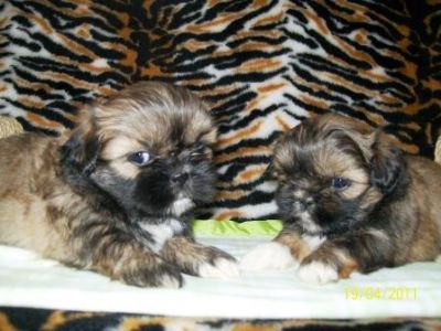 Pet Shop, venda, shih tzu, Porto Alegre,