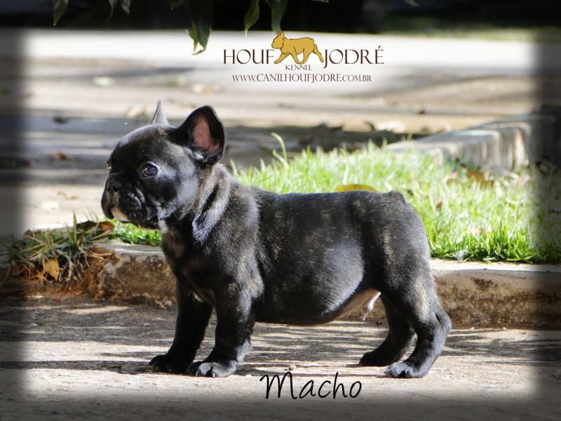 Bulldog Francês Microchipado Filho do Campeão Day Houf Viggore Bull