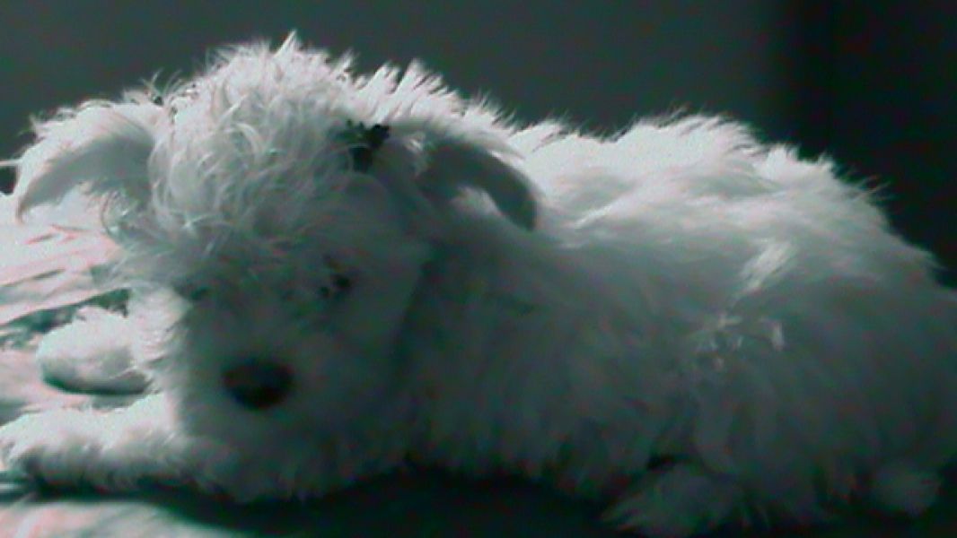 Linda feminha de Mlates, bem pequenina