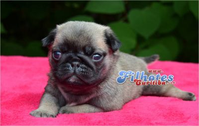 PUG EM CURITIBA LINDOS FILHOTES