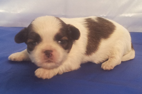 Filhotes Machos de Lhasa Apso