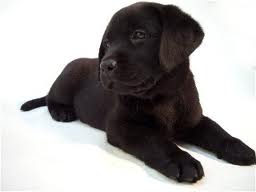 cao labrador chocolate