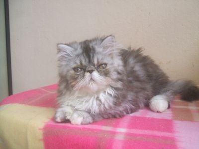 VENDO FILHOTES DE GATO PERSA, COM PEDIGREE, VACINADOS, MACHOS JÁ CASTRADOS