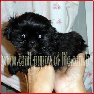 Canil puppy of life- vd filhotes shih tzu