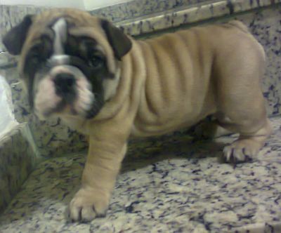 Bulldog Inglês