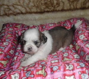 Filhote de Lhasa Apso