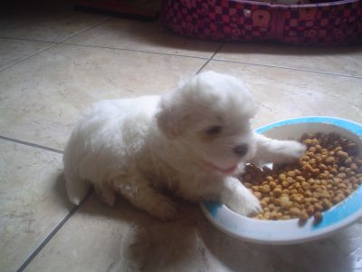 Lindos machinhos de Lhasa branco com manchinhas creme