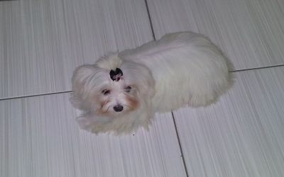 Maltês - Promoção dia das Crianças