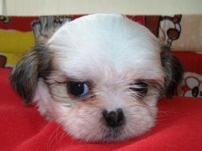 Venda, Filhote, lhasa apso, Porto Alegre,