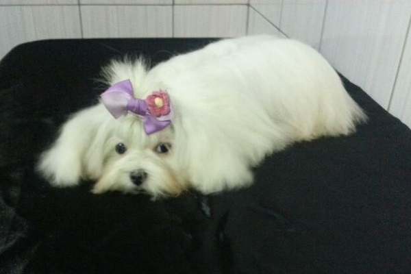 Filhote Fêmea de Maltês Micro