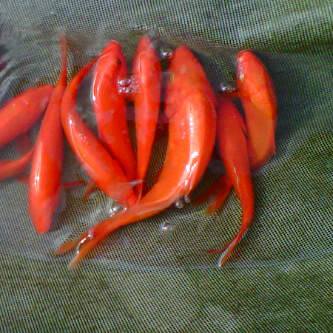 Carpas de raça nishikigoi