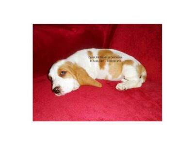 BASSET HOUND - FILHOTES MACHOS