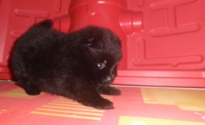 Filhote de Lulu da Pomerânia