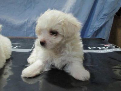 venda de filhotes de maltes