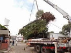 Limpeza de terreno corte e poda de arvores 