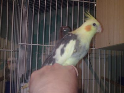 Calopsitas filhotes e casais formados