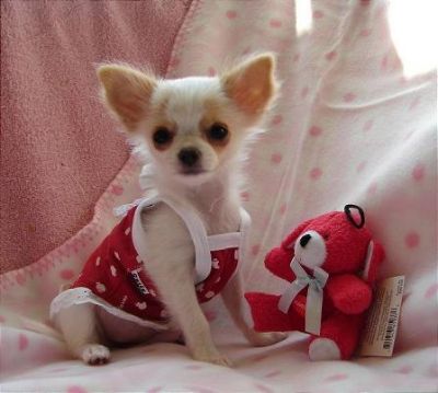  excelente xícara de chá cachorrinhos chihuahua para presente adopção