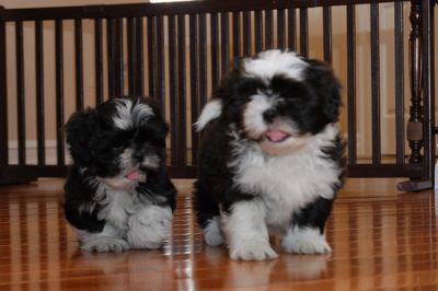 Shih Tzu cachorros para adopção