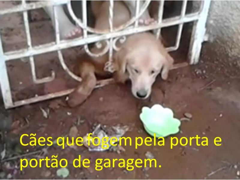 Terapeuta Comportamental  De  Cães
