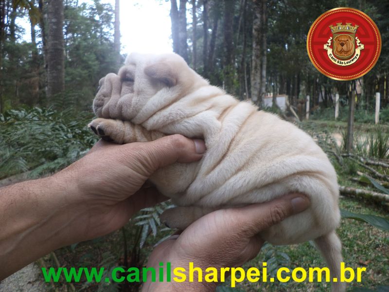 Filhotes de Sharpei