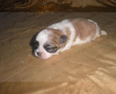 Lhasa Apso - Filhotes