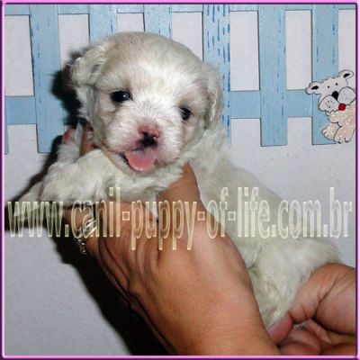 Canil puppy- vd filhotes maltes micro
