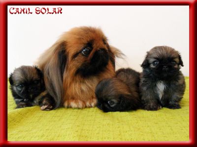 Pequines - Canil Solar Dogs House