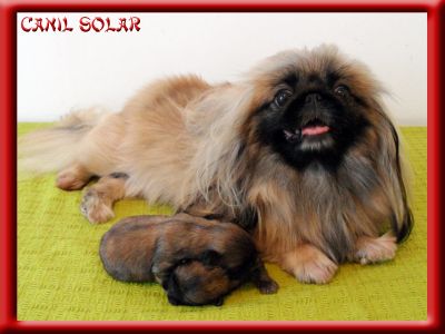 Pequines - Canil Solar Dogs House