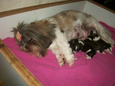 Shih-tzus pra reservas  3 machos e 1 Femea 