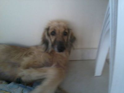 DOAÇÃO DE AFGAN HOUND