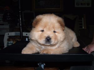 Amar Chow cachorro gratis adopción chow.