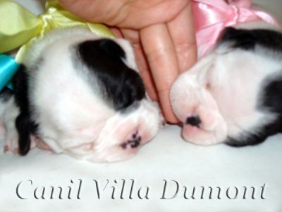 Bulldog Frances - Filhotes a venda